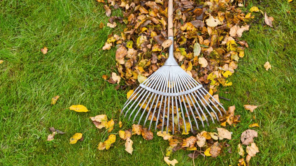 yard clean up services